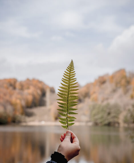 leaf БАСТЫ БЕТ